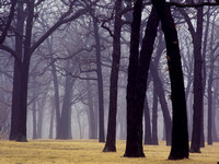 Foggy Oak Savannah - Minnehaha Park - Minneapolis, MN