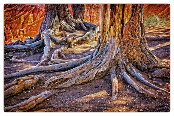 Bryce Canyon Roots