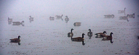 Geese in the Fog
