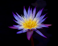 Purple & Gold Water Lily - Como Park - Saint Paul, MN