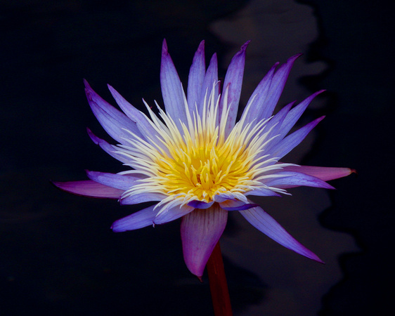 Purple & Gold Water Lily - Como Park - Saint Paul, MN