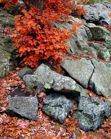 Fractured Rock & Autumn Color - Interstate State Park, MN