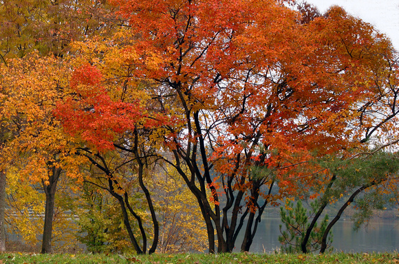 Autumn Trees at Lake Como - Como Park - Saint Paul, MN
