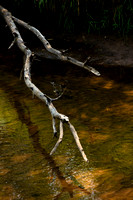 Dead Branch over the Trade River #5451-Color