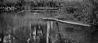 Dead Branch over the Trade River #5876 Panorama