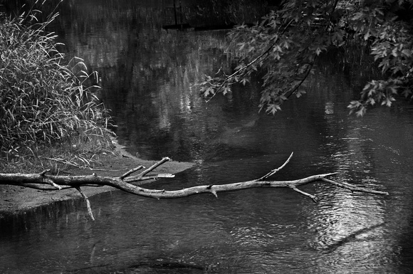 Dead Branch over the Trade River #5374
