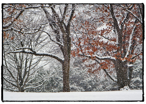 Cherokee Park Snowfall