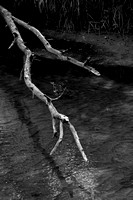 Dead Branch over the Trade River #5451-B&W