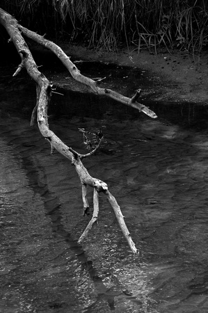 Dead Branch over the Trade River #5451-B&W
