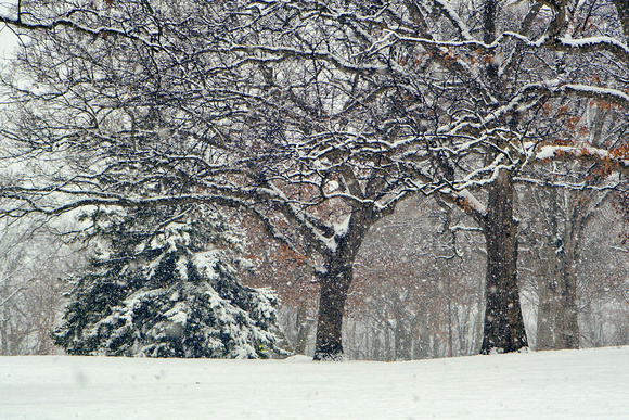 Cherokee Park Winter Scene