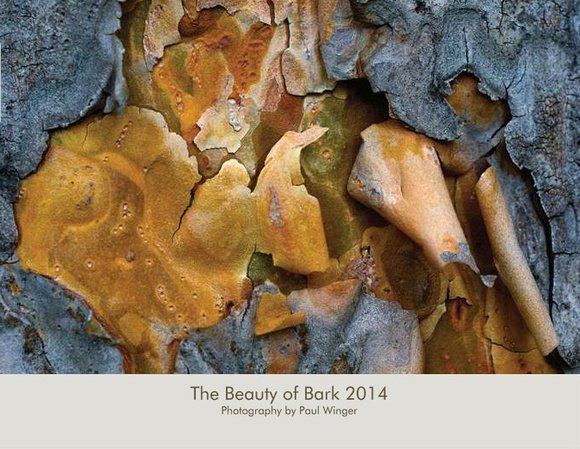 The Intimate Beauty of Bark Calendar Cover