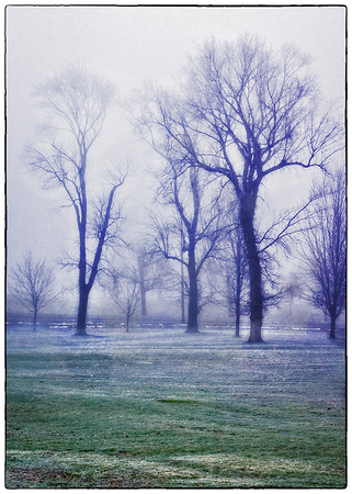 Trees in the fog at Como Park