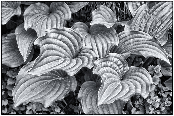Mietek's Hosta - First Prize winner of National Camera's 2017 "Nature in Black and White" contest,