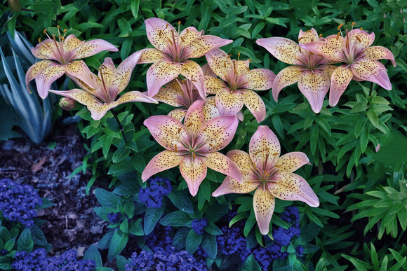 Beverly Ann Asiatic Lilies at the Longfellow Gardens - Minneapolis, MN