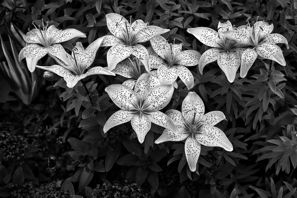 Beverly Ann Asiatic Lilies in Black and White at the Longfellow Gardens - Minneapolis, MN