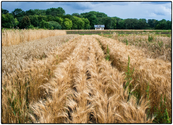 U of M Wheat Field