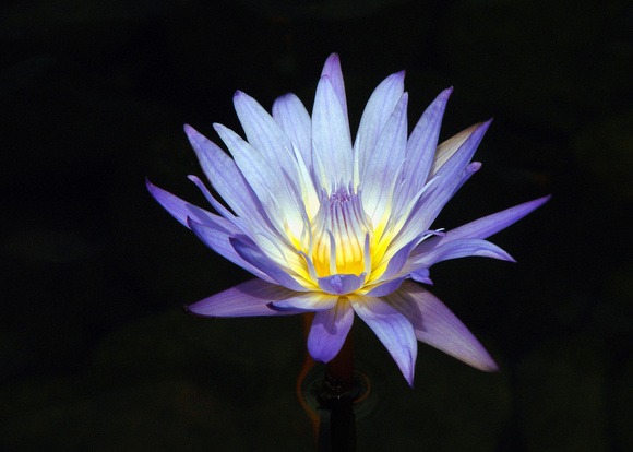 Purple & Yellow Water Lily - Como Park - Saint Paul, MN