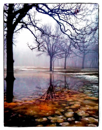 Fog & Melting Snow - Como Park - Saint Paul, MN