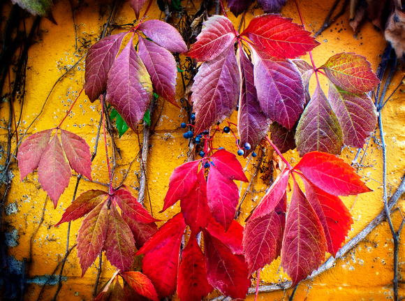 Garage Wall with Autumn Leaves