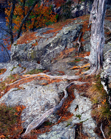 Roots & Lichens - Interstate State Park, WI