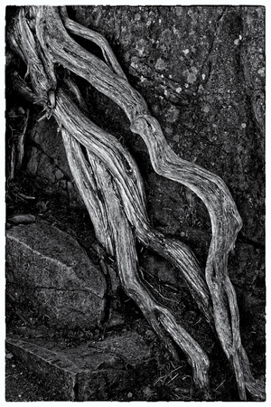 Interstate State Park Parking Lot Root