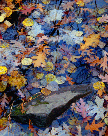 Floating Leaves & Rock - Interstate State Park, WI