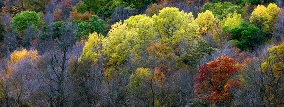 Petite Panorama - Fall Foliage - Southeast MN