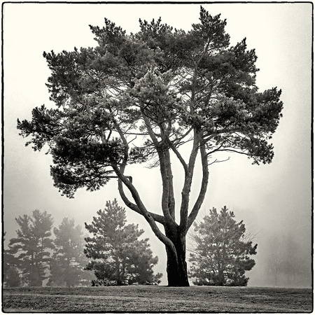 Como Park Foggy Day Tree