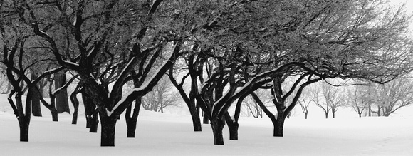 Windswept Trees - Como Park - Saint Paul, MN