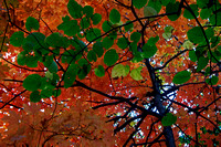 Still Looking Up
