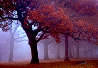 Cherokee Park Majestic Oak - Cherokee Park, Saint Paul