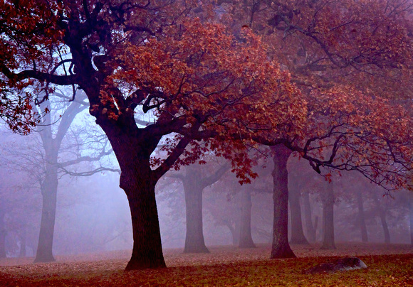 Cherokee Park Majestic Oak - Cherokee Park, Saint Paul