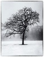 Asymmetrical Tree in the Fog at Saint Paul's Como Park