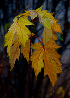 Lebanon Hills Leaf Detail #1