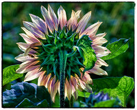 Backlit Sunflower