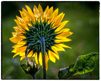 _DSC8460_edit