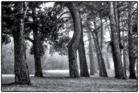Como Park Pine Grove
