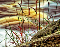 St, Louis River Riverbank Plants #1