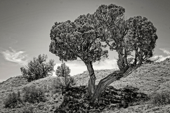 Kodachrome Basin 0062B&W