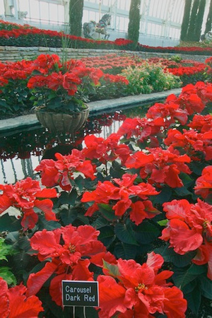 Dark Red Carousel Plants