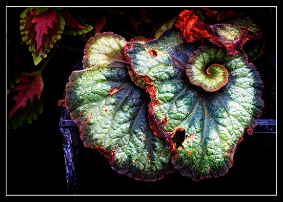 Begonia "Escargot"
