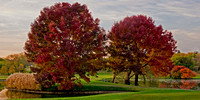 Como Park Golf Course Trees