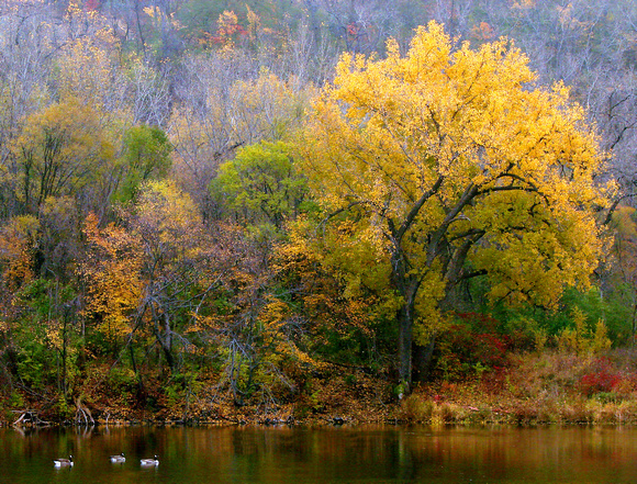 Autumn at Pickerel Lake