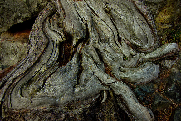 Tree Roots as Molten Lava in color