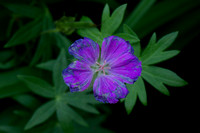 LSA02259