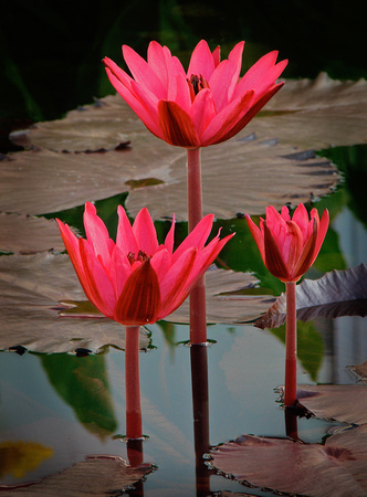 Como Park Water Lilies #2