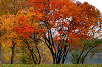 Autumn Trees at Lake Como - Como Park - Saint Paul, MN
