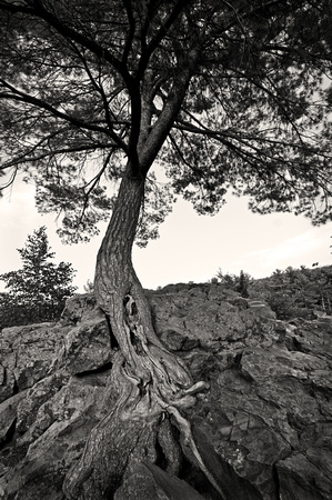 White Pine on Angle Rock at Minnesota's Interstate State Park