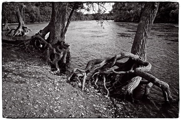 Hidden Falls Park Tree Roots on the Mississippi