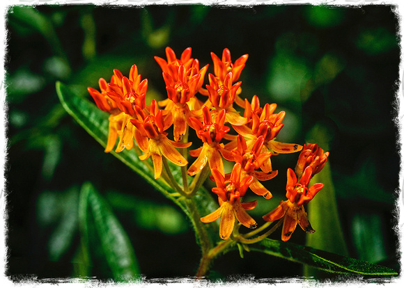 Orange Butterfly Bush